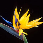 Yellow Bird of Paradise Plant Live, 8 to 12 Inches Tall, Bird of Paradise Live Plant, Tropical Plants Outdoor