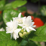 3 Jasmine Flower Plants, Maid of Orleans Arabian Sambac Jasmine Plant Indoor Live from 5 Inc Long, Perennial Tropical Plant