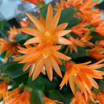 Live Orange Easter Cactus Plant, Live Easter Cactus Plant, 4 to 6 Inch Tall Orange Easter Cactus, Spring Cactus Live Plant for Indoor Garden