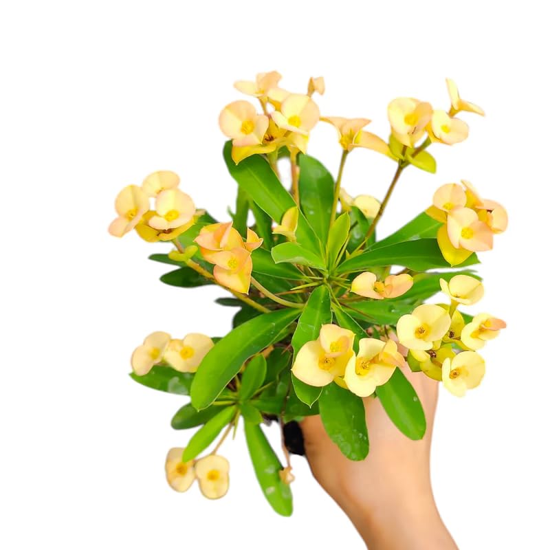 Hardy Crown of Thorn Live Plant, Yellow Euphorbia Milii Tree, 1 Year Old Plant, 5-10 Inches in Tall, No Pot, Indoor Outdoor Décor Succulent Cactus