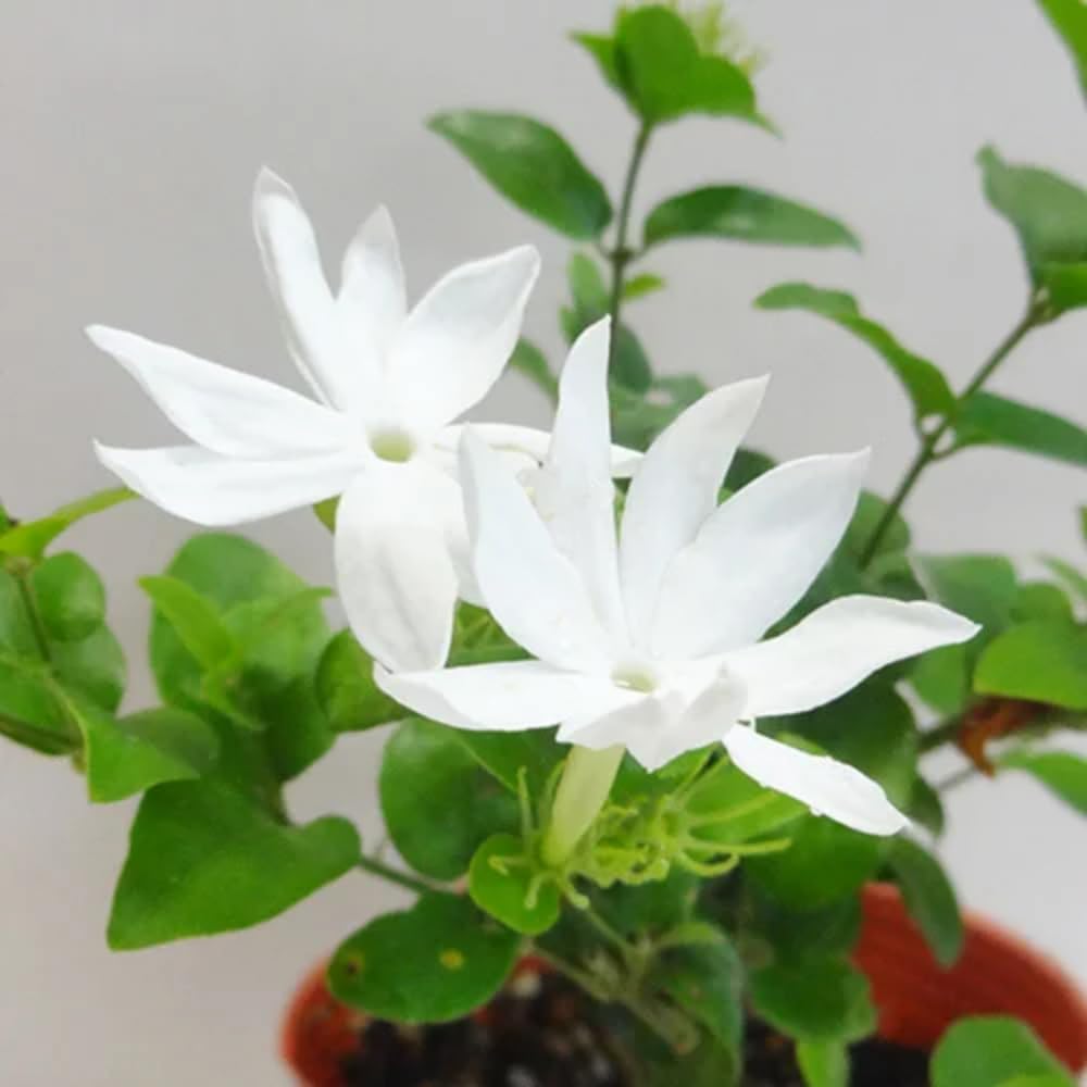 Set of 3 Jasmine Plant Indoor Live, from 5 to 7 Inches Tall, Jasmine Flower Plant Inside Outside