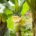 Basjoo Banana Tree Live Plant, Edible Fruit, 4-6" Tall