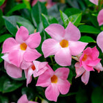 3 Pink Mandevilla Plants Live, 5-10” Tall Flowering Mandevilla Vines for Trellis, Outdoor Patio, Garden Pots, Trailing Mandevilla Seedlings