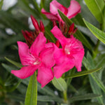 2 Packs of Oleander Plants Live, Live Pink Oleander Plant, 4 to 6 Inc Tall, Pink Oleander Live Plant, Shrub Plant for Gardening Outdoor Indoor