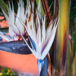 Bird of Paradise Plant Live, White Bird of Paradise Live Plant from 9 to 12 Inches Tall, Flower Bush Plant