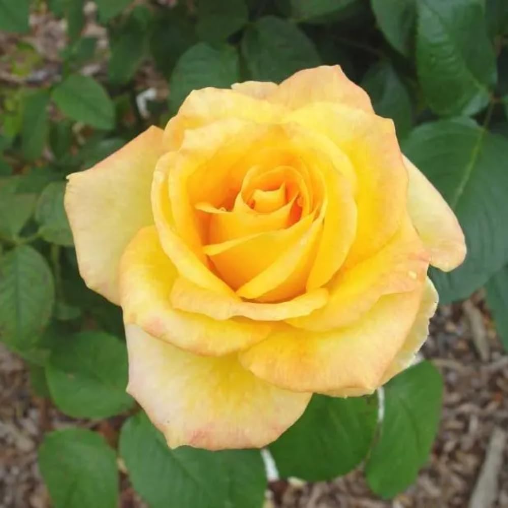 Rose Plant Live for Planting, Bareroot 6-10 Inch Tall, Climbing Vine Bush Shrub for Flowering (Gold Rose)