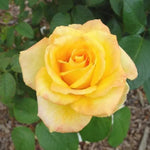 Rose Plant Live for Planting, Bareroot 6-10 Inch Tall, Climbing Vine Bush Shrub for Flowering (Gold Rose)