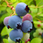 2 Blueberry Plants Live, Blueberry Trees Live Plant, Blueberry Bush Live Plant, 5-12" Tall, Blueberries Fruit Tree Ready to Grow (Biloxi Blueberry Plants)