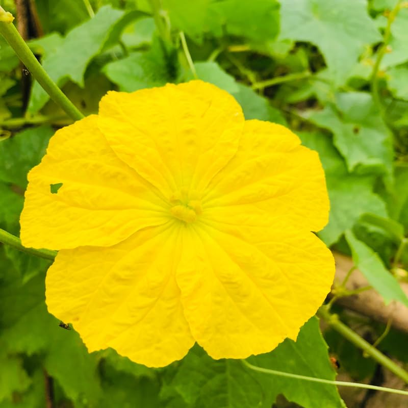 2 Luffa Plants Live, Luffa Gourd Live Plant, Loofah Gourd Plants for Garden, 3 to 5 Inches Tall, Vine Garden