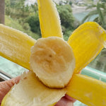 Basjoo Banana Tree Live Plant, Edible Fruit, 4-6" Tall