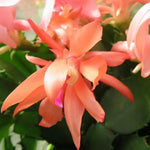 Christmas Cactus Plants Live, Thanksgiving Cactus Easter Cactus Like, 4-8 Inc Tall, Cold Hardy, Holiday Cactus for Indoor Outdoor Planting, Starter Size (Orange)