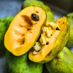 2 Common Pawpaw Fruit Tree, 6-12 Inch Tall Quart Pot, Cold Hardy Paw Paw for Garden or Orchard