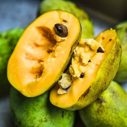 2 Common Pawpaw Fruit Tree, 6-12 Inch Tall Quart Pot, Cold Hardy Paw Paw for Garden or Orchard