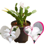 Thanksgiving Cactus Live Plant in 2" Pot, Holiday Christmas Cactus Plants Live, Winter Bloom, Indoor Planting, Ready to Blooms (White)
