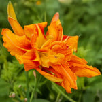 Set 10 Double Orange Daylily Bulbs for Planting, Hardy Perennial Lily Roots for Colorful Summer Blooms