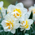 Pack 20 Mixed Daffodil Bulbs, Double Daffodils Flower Bulbs, Perennial Flowers for Garden or Containers