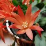 Easter Cactus Plants Live, 4 Inch Pot Easter Cactus Plants Live Indoor Garden, Live Easter Cactus Flower Plant, Spring Cactus Live Houseplant, Easter Cactus