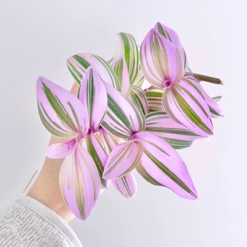 2 Pink Tradescantia Wandering Jew Plants Live, Tricolor Wandering Jew Indoor Houseplant, 3-5 Inches Tall in 3.25'' Pot
