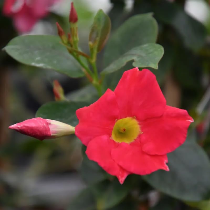 4 Rare Red Mandevilla Plants, Flowering Mandevilla Vine, 4-6” Tall,Trailing Outdoor Plant for Trellises, Hanging Baskets, or Pots