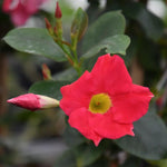 4 Rare Red Mandevilla Plants, Flowering Mandevilla Vine, 4-6” Tall,Trailing Outdoor Plant for Trellises, Hanging Baskets, or Pots