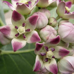 4 Milkweed Plants Live, Broadleaf Butterfly Milkweed Asclepias Tuberosa Perennial Wildflowers Swamp Common Bush, 5-9" in Tall, No Pot
