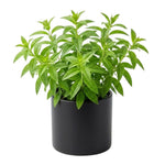 Lemon Verbena Plant Live, Lemon Verbena Plant, 2-5 Inc Tall, Green Foliage Herbs for Patio Containers and Outdoor Gardens