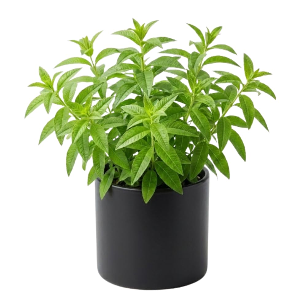 Lemon Verbena Plant Live, Lemon Verbena Plant, 2-5 Inc Tall, Green Foliage Herbs for Patio Containers and Outdoor Gardens
