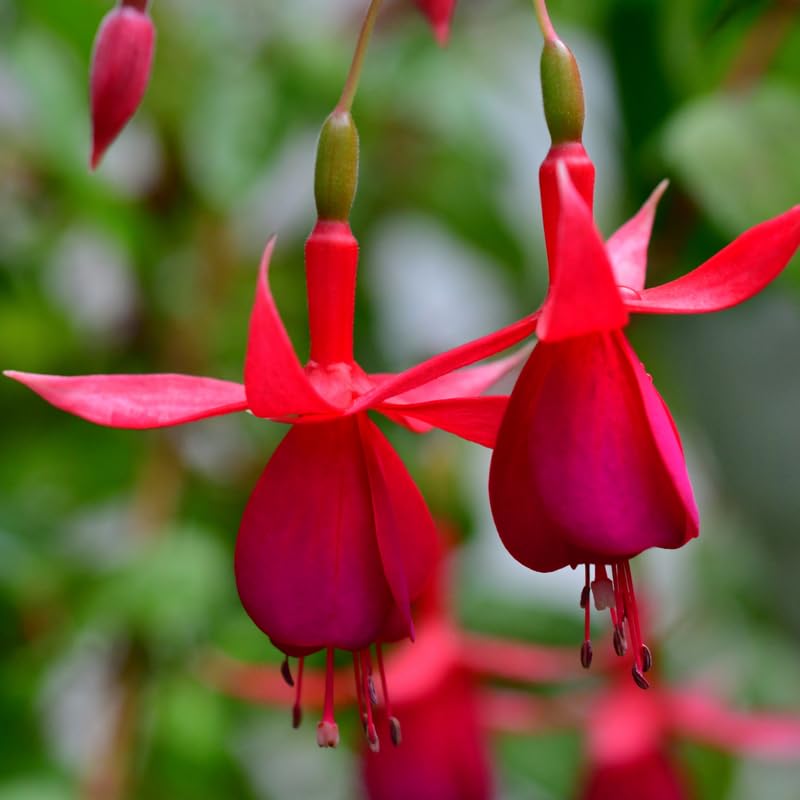 Set 2 Red Fuchsia Plants Live 4-7 Inches Tall, Colorful Hanging Flower Plants for Patio, Garden and Containers
