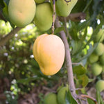 Keitt Mango Tree Live Plant Grafted, 14 to 18 Inches Tall in Pot, Ready to Bear Fruit in 1 Year, Sweet Mango Tree for Planting