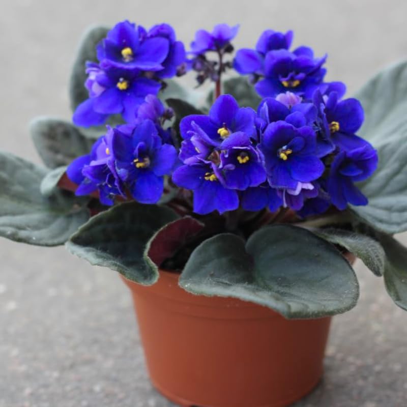 African Violet Live Plant in 4" Pot, Blue African Violets Plants Houseplant Well-Rooted, Indoor Outdoor Blooming, Holiday Flower Bush