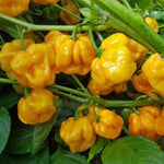 Set 2 Assorted Pepper Live Plants, 90 Days Old Super Pepper Live Plant for Summer Planting (Yellow Jamaican Scotch Bonnet)