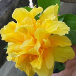 Hardy Hibiscus Plant Live, Double Yellow Hibiscus Tree Live Plant from 8 to 10 Inches Tall, Perennial Hibiscus Flower
