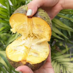 Yellow Annona Muricata Mountain Soursop Tree Live Plant, Starter Size 5”-10” Seedling in Pot, Hardy, Tropical Flavor