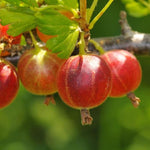 5-10" Tall Gooseberry Bush Live Plant, Gooseberry Plant Live for Growing, Gooseberry Tree Live Plant (Jeanne Gooseberry)