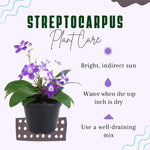 Streptocarpus Live Plant in 3.25" Pot, 5-8" False African Violet Ladyslipper Primose Plant for Spring Planting, Indoor Outdoor Home Décor (Blue White)