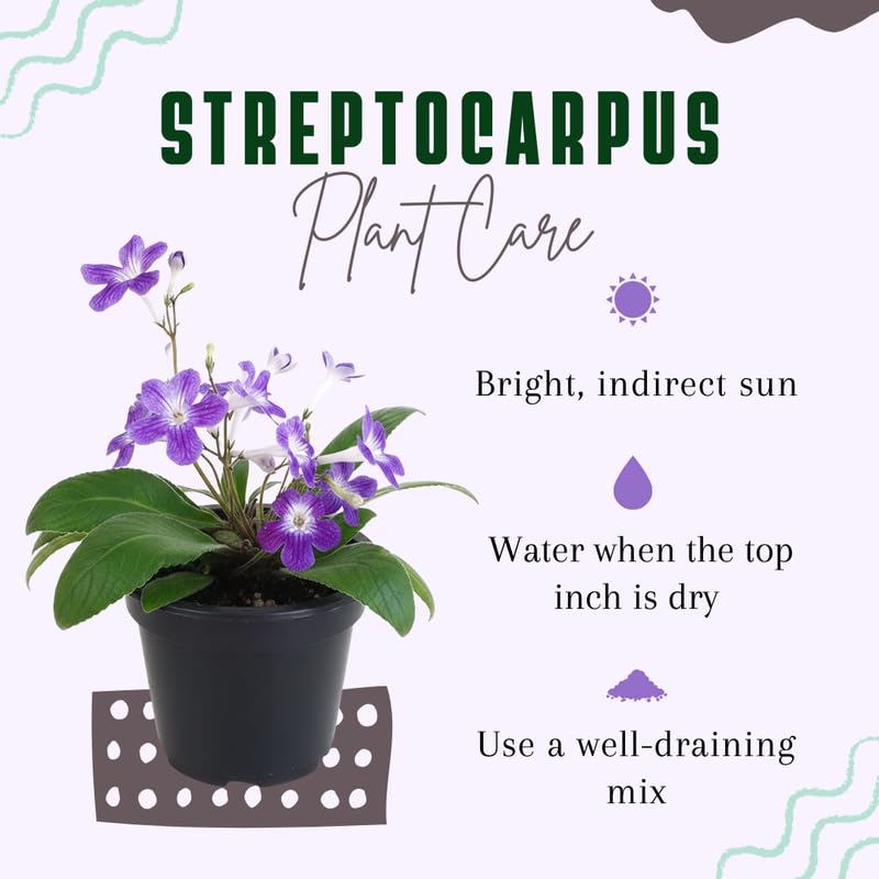 Streptocarpus Live Plant in 3.25" Pot, 5-8" False African Violet Ladyslipper Primose Plant for Spring Planting, Indoor Outdoor Home Décor (Blue White)