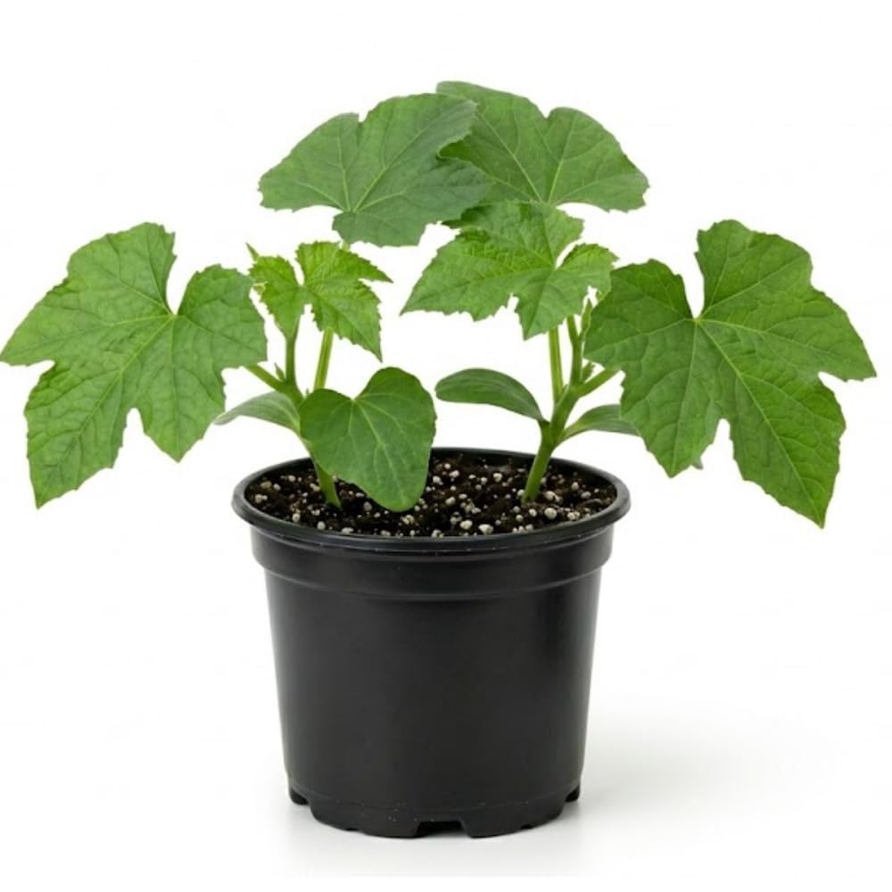 Luffa Live Plant in 4 Inch Pot, 4-6" Tall Live Gourd Loofah Plants, Annual Luffa Vine Vegetable Seedlings for Gardening Outdoor