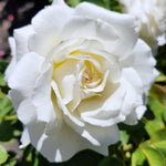 Rose Plant Live, Hybrid Tea Rose Bush Live Plant, 5-9 Inch Tall, Fragrant Flowers Shrub Ready to Plant Outdoor, No Pot, Well-Rooted (White Rose)