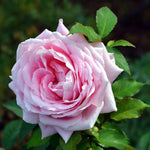 Rose Bush Live Plant, Hybrid Tea Rose Plant Live, 5-9 Inch Tall, Fragrant Flowers Tree, Well-Rooted 1 Year Old, No Pot (Pink Rose)