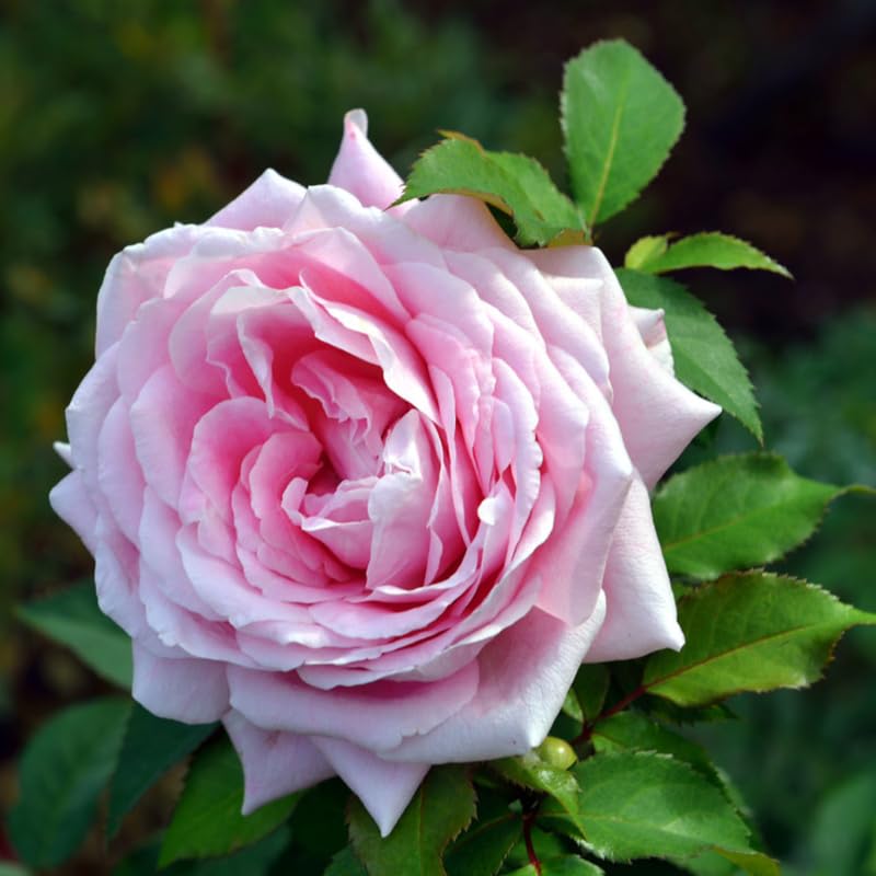 Rose Bush Live Plant, Hybrid Tea Rose Plant Live, 5-9 Inch Tall, Fragrant Flowers Tree, Well-Rooted 1 Year Old, No Pot (Pink Rose)