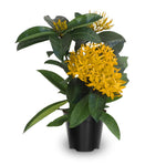 3 Live Ixora Plants, 5-7 Inc, Yellow Ixora Live Plant, Tropical Shrub Plant for Gardening