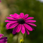 2 Mix Osteospermum African Daisy Plants, Perennial Daisy Flowers for Outdoor Planting 3-5 Inches (Purple)