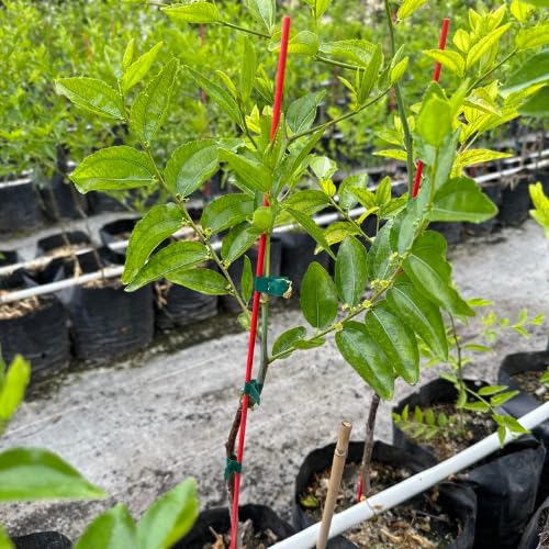 Li Jujube Tree Plant, 8-14 Inch Tall Sweet Jujube Tree Live Potted for Outdoor Planting