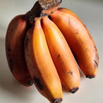 Zebrina Red Banana Tree Live Plant, Edible Fruit, 4-6" Tall
