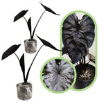 Colocasia Esculenta, Colocasia Live Plant, Elephant Ears Live Plant, Esculenta Taro Live Houseplant, 5-8 Inc Tall, No Pot (Rare Colocasia)