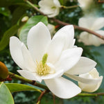 White Magnolia Tree in Gallon Pot, Live Flowering Magnolia Tree, Hardy Ornamental Shade Trees with Fragrant Blooms