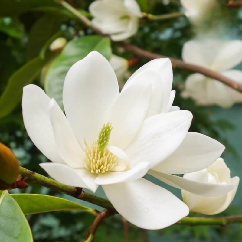 White Magnolia Tree in Gallon Pot, Live Flowering Magnolia Tree, Hardy Ornamental Shade Trees with Fragrant Blooms