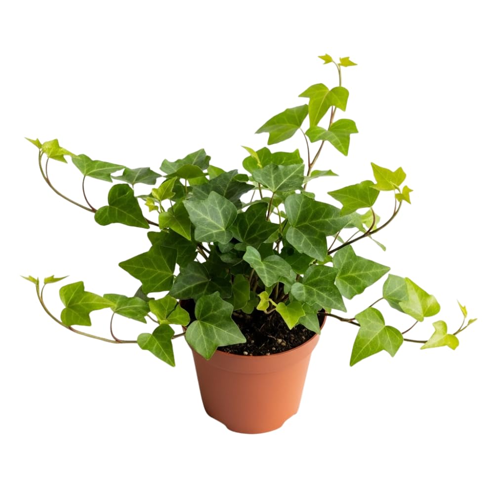English Ivy Plant in 4" Pot, Hardy English Ivy Vine Indoor Plant Potted, Perennial Climbing Houseplant Starter Plants