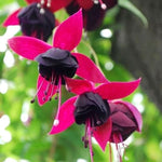 Set 2 Black Fuchsia Plants Live 4-7 Inches Tall, Colorful Hanging Flower Plants for Patio, Garden and Containers