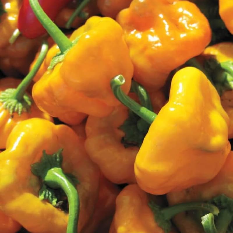 1 Yellow Jamaican Scotch Bonnet Pepper Live Plant, Scotch Bonnet Pepper Plants for Growing, 80 Days Old Plants